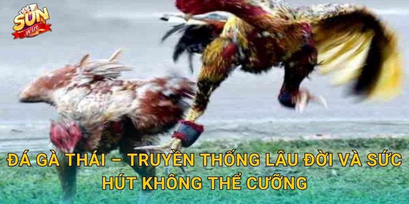 Đá Gà Thái – Truyền Thống Lâu Đời Và Sức Hút Không Thể Cưỡng