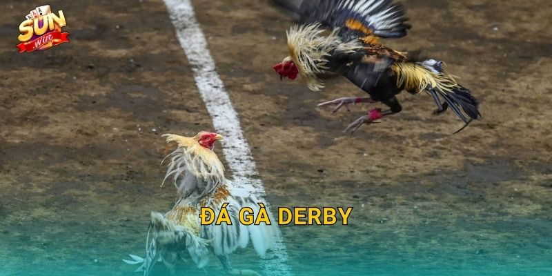 Đá Gà Derby Sunwin – Giải Đấu Gà Chọi Đỉnh Cao Quy Tụ Chiến Kê Xuất Sắc Nhất